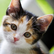 Profile Picture of Eleanor Jackson (@eleanorjackson1684) on Youtube