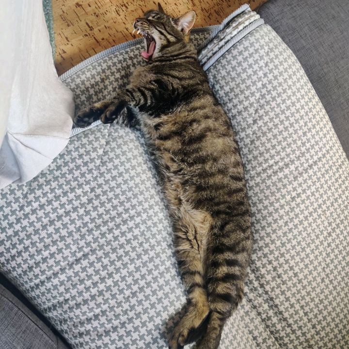 Profile Picture of $c0tTR0ff$ (@scottroffs) on Tiktok