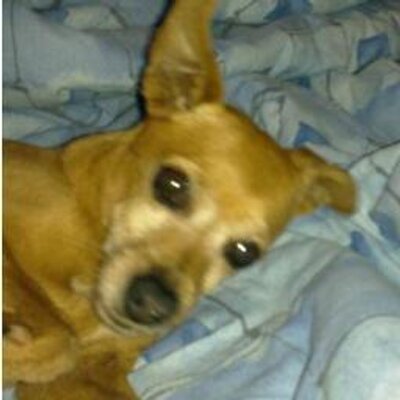 Profile Picture of Shirley Baumann (@ShirleyBaumann1) on Twitter