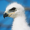 Profile Picture of wayne pearce (@waynepearce@live.com) on Flickr