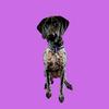 Profile Picture of Maggie_the_gsp (@@brentsimmons18) on Tiktok