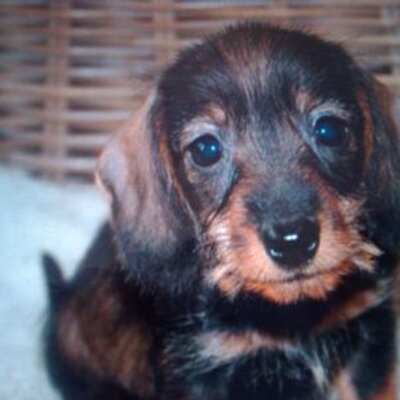 Profile Picture of Leo Straub (@5e09176b3ed04b0) on Twitter