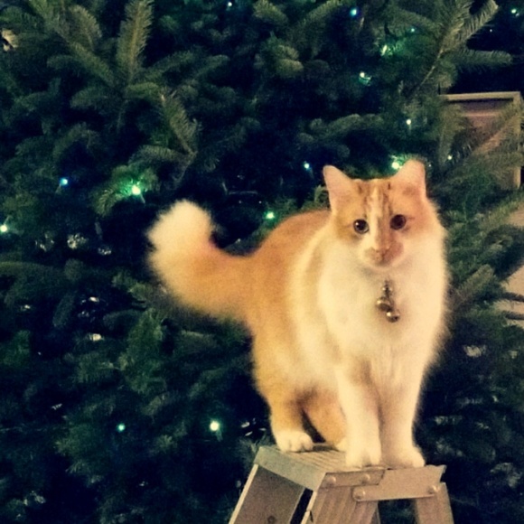 Profile Picture of Leisy Simpkins (@beau_lin) on Poshmark