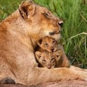 Profile Picture of Iris Pacheco (@irispacheco1180) on Youtube