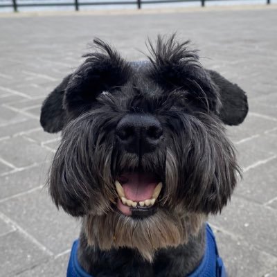 Profile Picture of Jesse Koehler (@JesseKoehler6) on Twitter