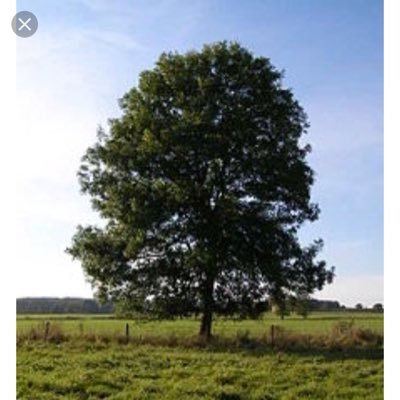 Profile Picture of Herbert Glass (@HerbertGlass6) on Twitter