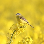 Profile Picture of Lars Olsen (@kongsgården) on Flickr