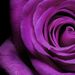 Profile Picture of Amelia Swapp (@miblav2013) on Pinterest