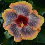 Profile Picture of Swaminathan Iyer (@swaminathaniyer) on Instagram