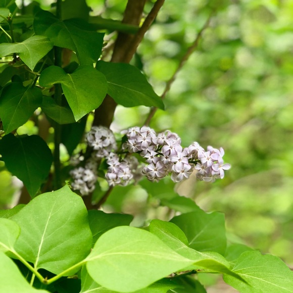 Profile Picture of Kate Mcquaide (@ktmcquaide) on Poshmark