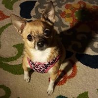 Profile Picture of Molly Lo Presto-flores (@molly-lo-presto-flores) on Quora
