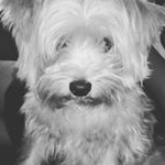 Profile Picture of angelo macchiavello (@angelo_kith) on Instagram