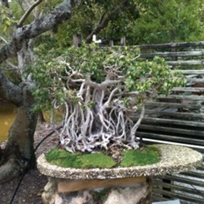 Profile Picture of Richard Haughton (@rootsknowledge) on Twitter