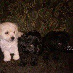 Profile Picture of Ruby 💙 (@ruby_briseno) on Instagram