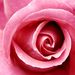 Profile Picture of Sharon Mann (@sharonmann11) on Pinterest