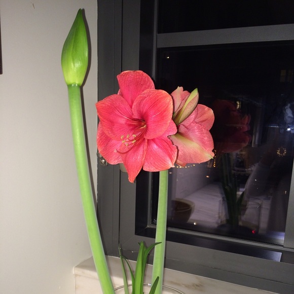 Profile Picture of Elizabeth Papraniku (@epapraniku76) on Poshmark