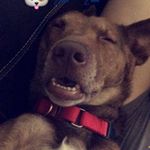 Profile Picture of Randy the Frisky Dingo (@resliferandy) on Instagram