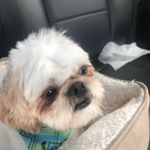 Gavin Todd Phillips - Instagram Profile Picture of Gavin Todd Phillips (@gavintoddphillips) on Instagram