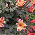 Profile Picture of Danuta Lewicka (@Danuta-Lewicka) on Facebook