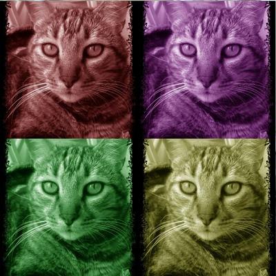 Profile Picture of Cosmo (@LaurenceMasazza) on Twitter
