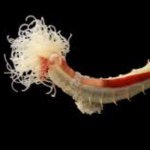 Profile Picture of Benjamin Jason (@tentical_worms_100) on Instagram