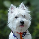 Profile Picture of Spencer poon (@Spencer Poon %u4F5C%u54C1%u96C6) on Flickr