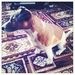 Profile Picture of simon wong (@simonwong5057) on Pinterest