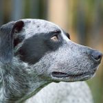 Bailey O'Neill 💗🐾 - Instagram Profile Picture of Bailey O'Neill 💗🐾 (@baileyboooooo05) on Instagram