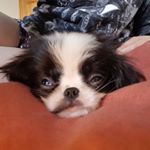 Profile Picture of Beemo the Chin 💇🤷 (@basic.bmo) on Instagram