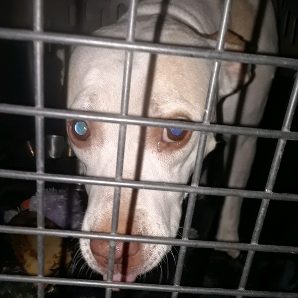 Profile Picture of Matthew Chaides (@lovessam) on Poshmark