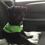Profile Picture of Timothy (@curlytail008) on Instagram