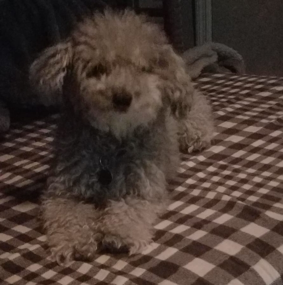 Dina Palermo - Poshmark Profile Picture of Dina Palermo (@dinapalermo) on Poshmark