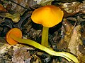 Profile Picture of Humidicutison Wikipedia