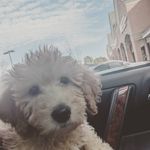 Profile Picture of Mila Hemphill, F1B Mini Goldendoodle (@milatheedoodle) on Instagram