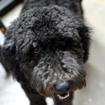 Profile Picture of Bjorn Nelson (@bjorn.the.newfiepoo) on Instagram