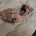 Profile Picture of Alvin Brüno Uebel (@alllllviiiiiin2cute) on Instagram