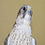 Profile Picture of Ghaith Al Ajmi (@ghaith.alajmi) on Flickr