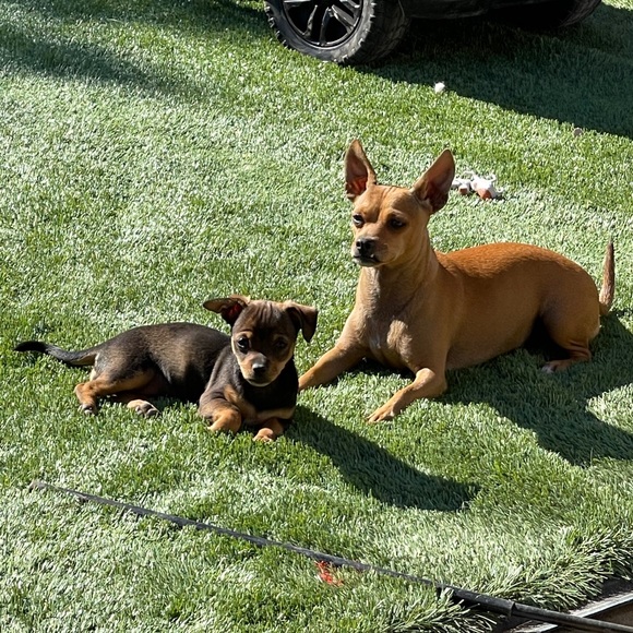 Profile Picture of Anali Aquino michaca (@akino87) on Poshmark