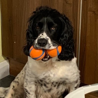 Profile Picture of 🎉 Diana 🏴󠁧󠁢󠁥󠁮󠁧󠁿 🇬🇧 #TeamBoris (@Diana_Jacobs777) on Twitter