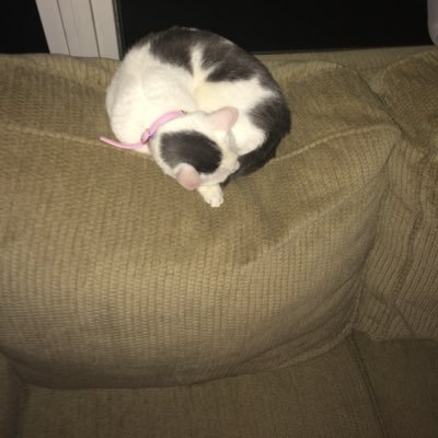 Profile Picture of Dylan Huffman (@DylanHu67022927) on Twitter