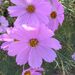 Profile Picture of Veronica Coutts (@Veronica13cout) on Pinterest