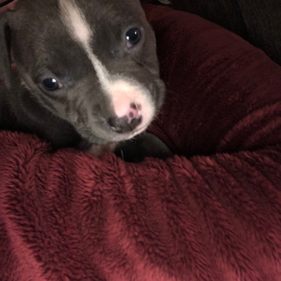 Profile Picture of Chasitee Johnson (@chasiteej) on Poshmark