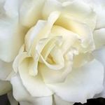 Profile Picture of Dominique Winter (@dominique.winter) on Instagram