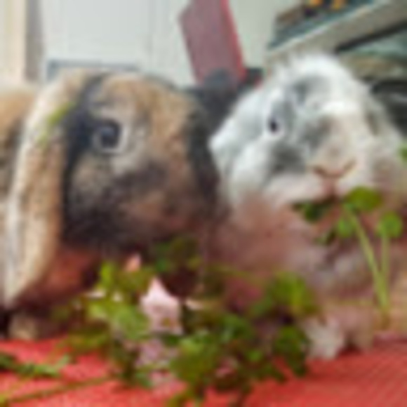 Kim Wallis - Poshmark Profile Picture of Kim Wallis (@pimmy79) on Poshmark