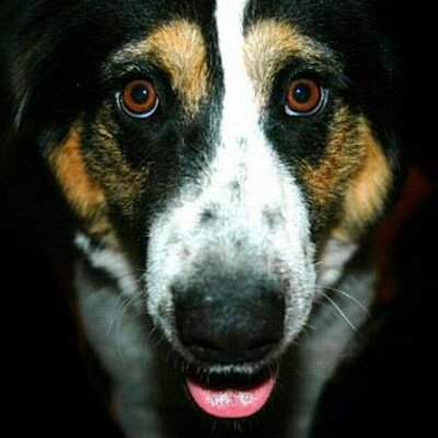 Profile Picture of Brandon Kilpatrick (@Toasted_cracker) on Twitter