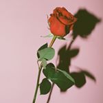 Profile Picture of Nadia 💛 (@nadia_vestering) on Instagram