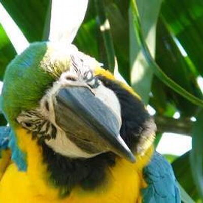 Profile Picture of Tom Hoffa (@birdbouncer) on Twitter