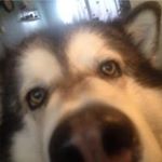 Profile Picture of Karen Anstey (@klovesdogs2) on Instagram