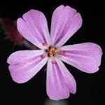 Profile Picture of Maddie Summers 😘 (@maddiebaeeisheree) on Instagram