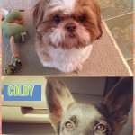 Profile Picture of (allison) (@colby_saxton_fan_page) on Instagram